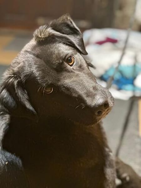 Anhänglicher Pancho sucht sein Glück
