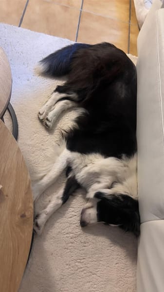 Molly, bezaubernde Border Collie Dame, ca. 4 Jahre