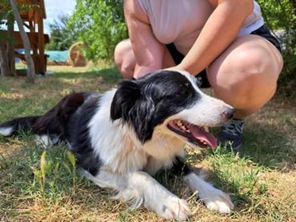 Molly, bezaubernde Border Collie Dame, ca. 4 Jahre