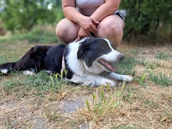 Molly, bezaubernde Border Collie Dame, ca. 4 Jahre