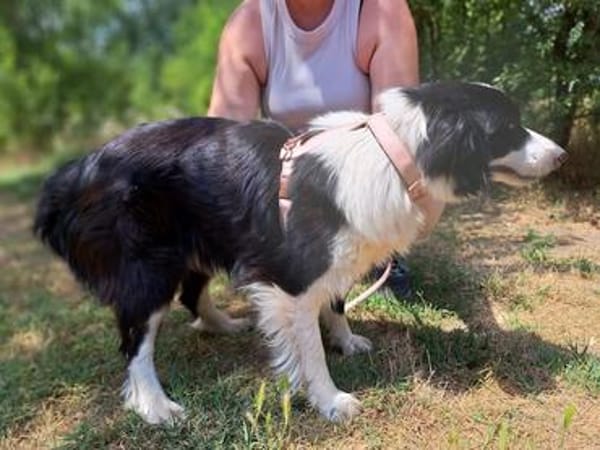Molly, bezaubernde Border Collie Dame, ca. 4 Jahre