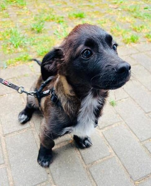 Süßer Vito🌺 sucht liebevolles Heim