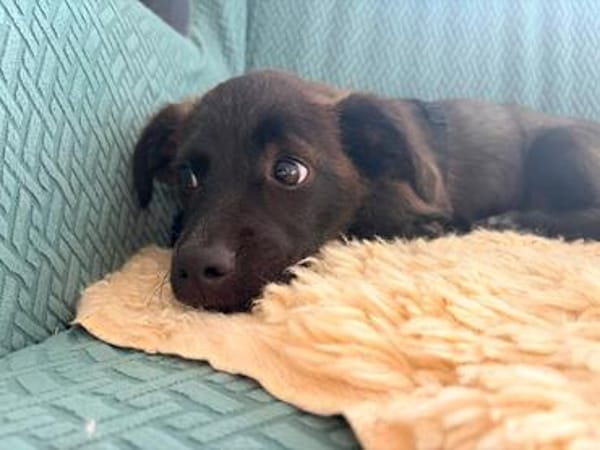 Süßer Vito🌺 sucht liebevolles Heim