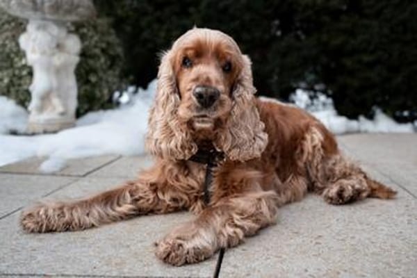 BENNY BUB - bildhübscher Cocker-Senior