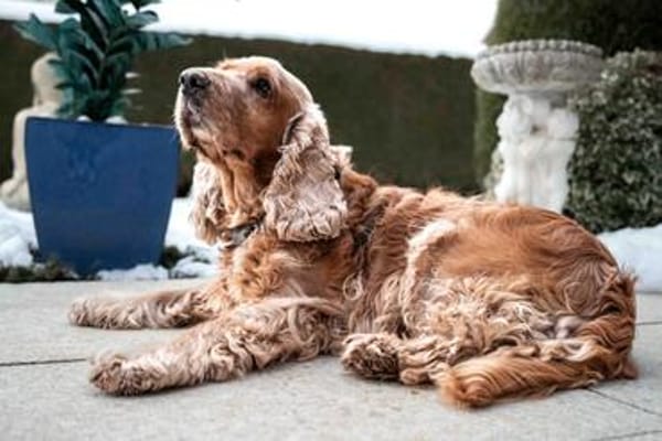 BENNY BUB - bildhübscher Cocker-Senior