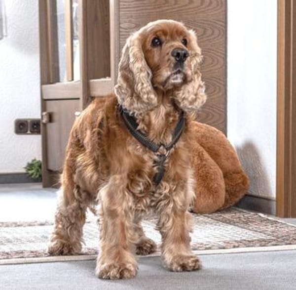 BENNY BUB - bildhübscher Cocker-Senior