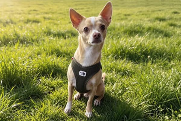 BURRITO sucht ein neues Zuhause