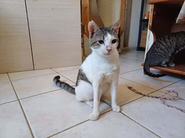 Vasilis, ausgeglichener Schmuser, ca. 3 Jahre *in 47533 Klev