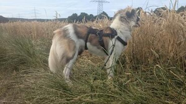 Fay sucht liebe Hundekenner