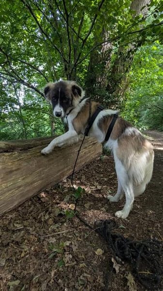 Fay sucht liebe Hundekenner