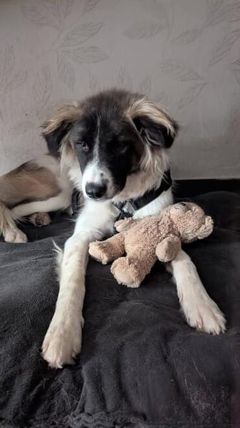 Fay sucht liebe Hundekenner
