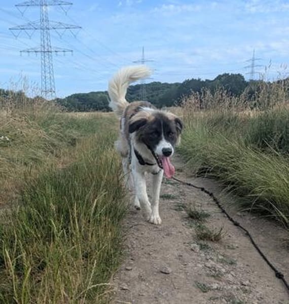 Fay sucht liebe Hundekenner