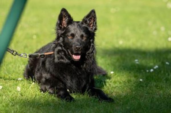 RAFFI sucht ein ruhiges Zuhause