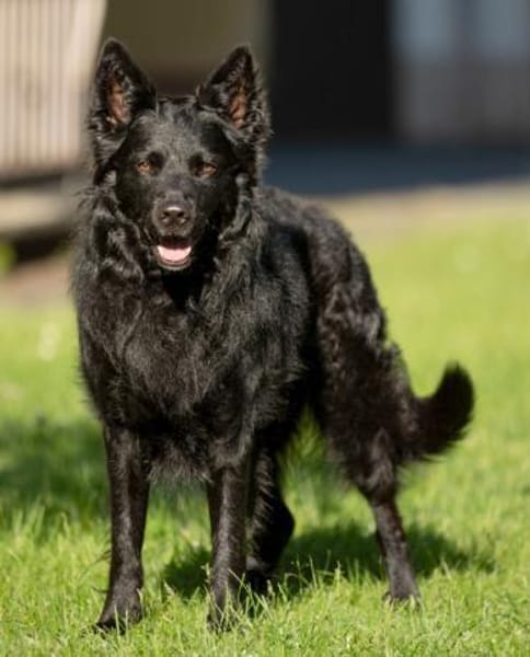 RAFFI sucht ein ruhiges Zuhause