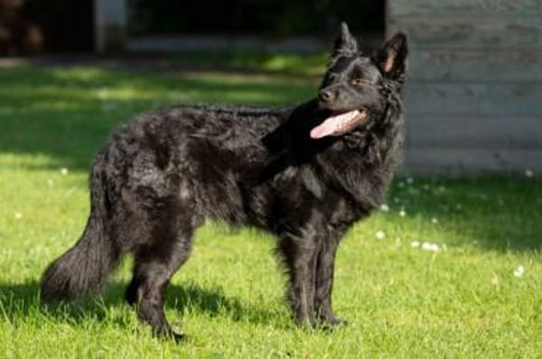 RAFFI sucht ein ruhiges Zuhause