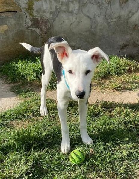 Colliemix Mable sucht eine Familie