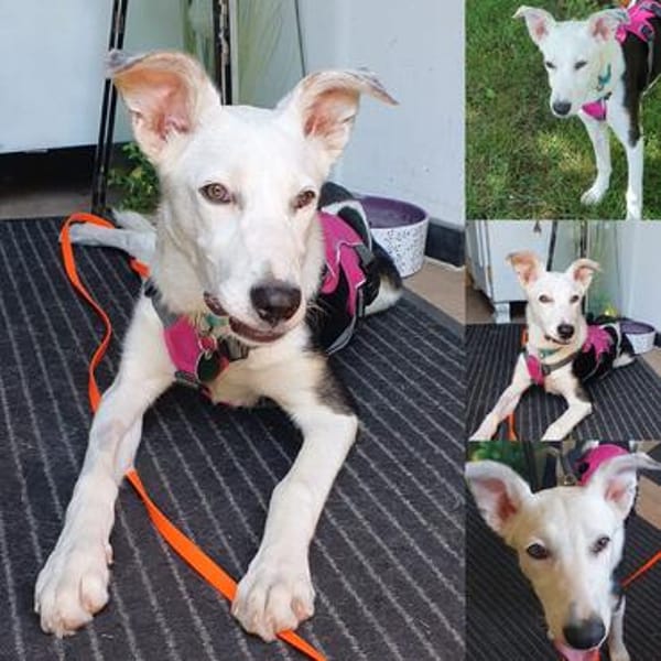 Colliemix Mable sucht eine Familie