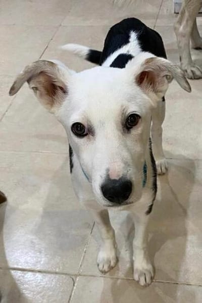 Colliemix Mable sucht eine Familie