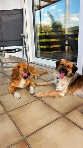 Milky - Zuhause gesucht