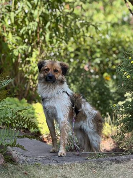 Milky - Zuhause gesucht
