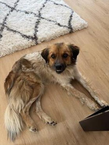 Milky - Zuhause gesucht