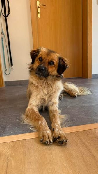 Milky - Zuhause gesucht
