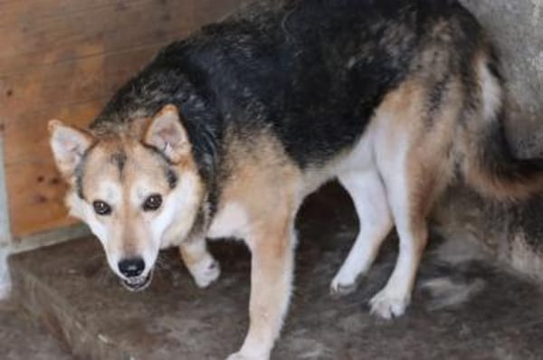 Scotty - sucht dringend ein Zuhause!