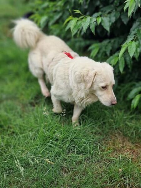 Shorty sucht sein Zuhause