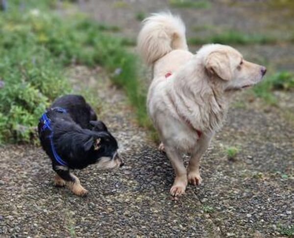 Shorty sucht sein Zuhause
