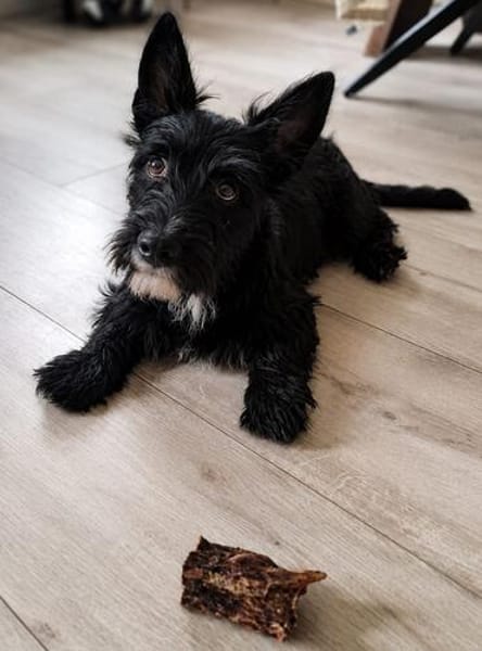 Kleinbliebender Jordy sucht neues Zuhause