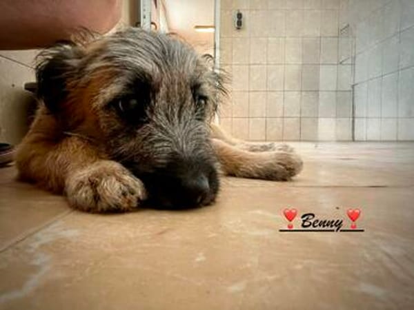 Strubbelhase Benny