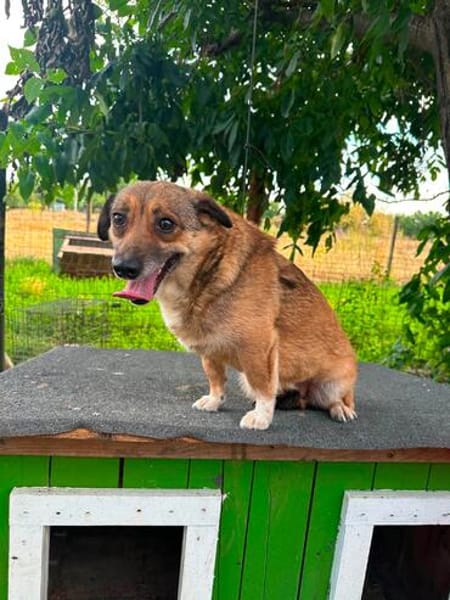 🐾❤ LUNA, 5-6 Jahre, 30/35 cm