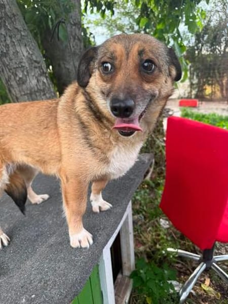 🐾❤ LUNA, 5-6 Jahre, 30/35 cm