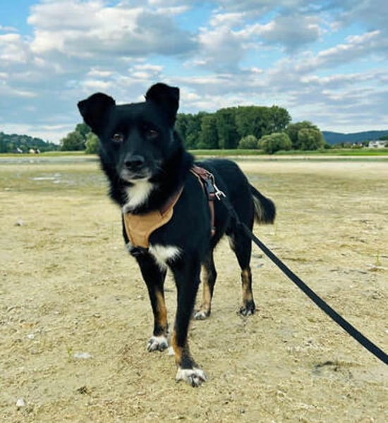 sensible Maus Samira sucht ihre Menschen