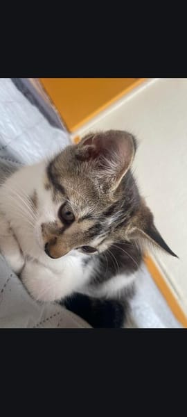 2 liebe Katzenmädchen aus dem Tierschutz suchen dringend