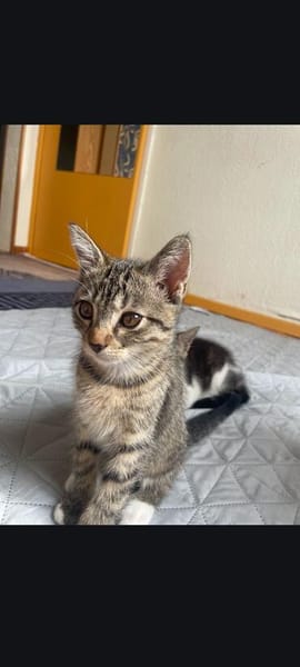 2 liebe Katzenmädchen aus dem Tierschutz suchen dringend