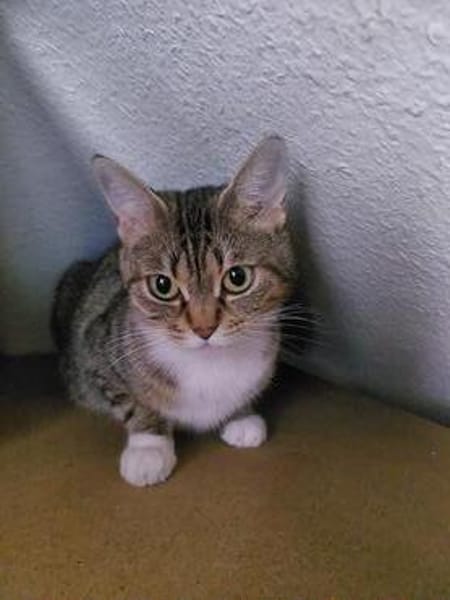 Dringend Pflegestelle für trächtige Katze gesucht