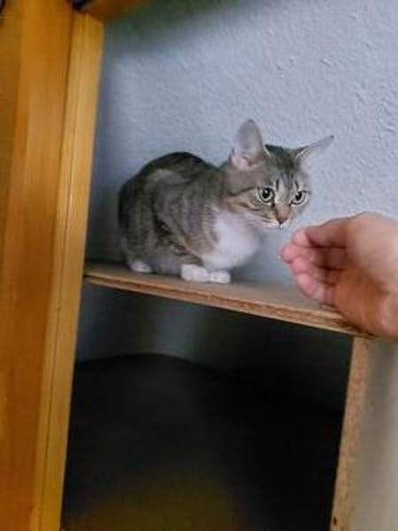 Dringend Pflegestelle für trächtige Katze gesucht