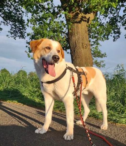 Sarp - sportliche Menschen mit Erfahrung gesucht!
