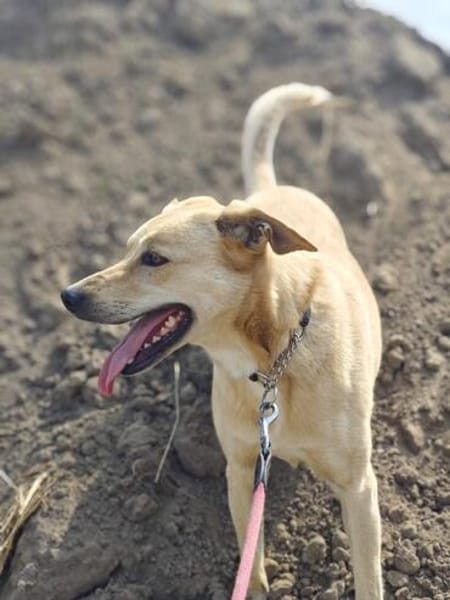 MAJA sucht ruhiges Zuhause mit Hundeerfahrung
