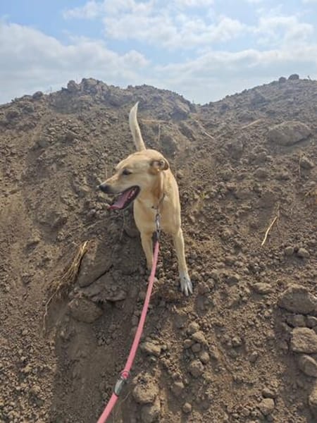 MAJA sucht ruhiges Zuhause mit Hundeerfahrung