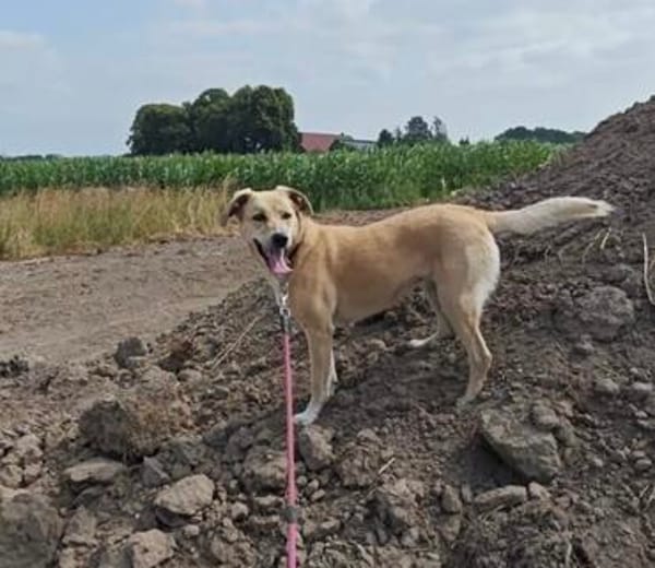 MAJA sucht ruhiges Zuhause mit Hundeerfahrung