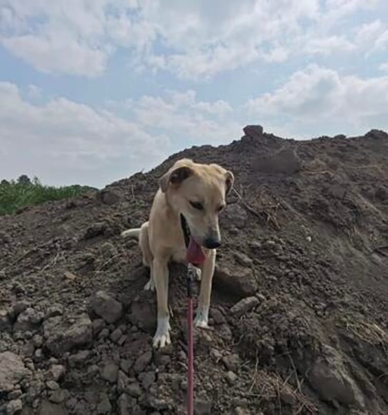 MAJA sucht ruhiges Zuhause mit Hundeerfahrung