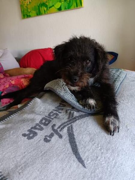 Löckchen-Stella  liebes Zuhause gesucht