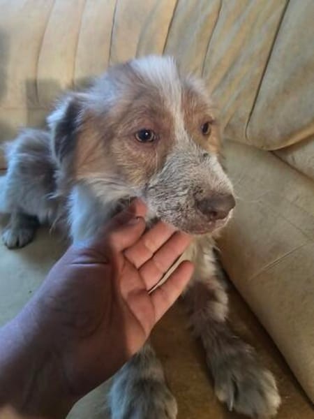 Bragi 1-2 Jahre sucht seine Menschen