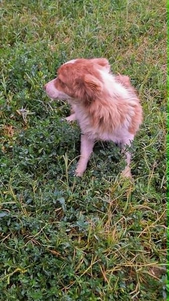 Bragi 1-2 Jahre sucht seine Menschen
