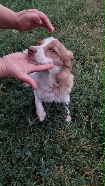 Bragi 1-2 Jahre sucht seine Menschen