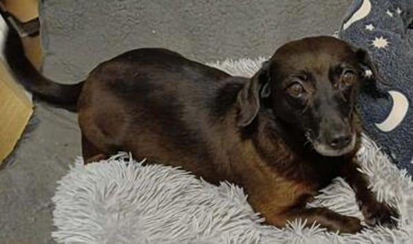 Molly sucht ihr Für-immer-Zuhause