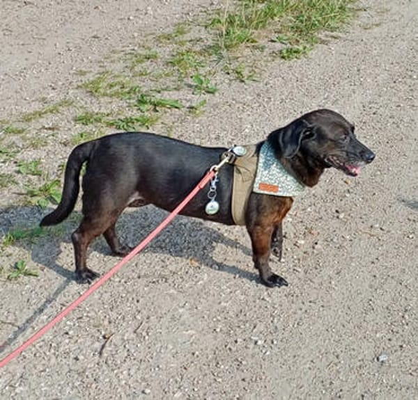 Molly sucht ihr Für-immer-Zuhause