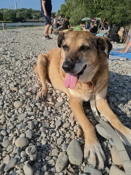 💙Ferris💙 sucht ein schönes Zuhause💙🐾